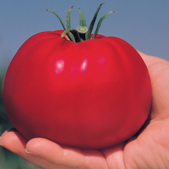 Whopper Tomato