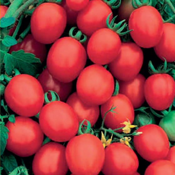 Health Pride - Sugar Plum Tomato